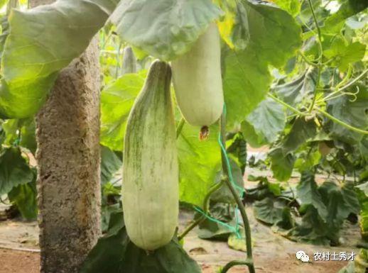 网红吃的水果瓜,甜蜜诱惑,瓜界新宠